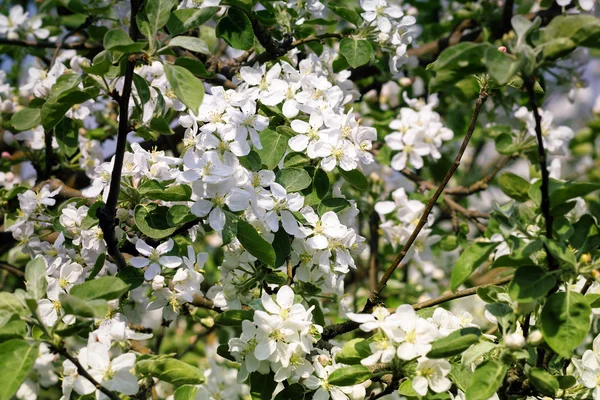 Apple trees in bloom — Stock Photo, Image