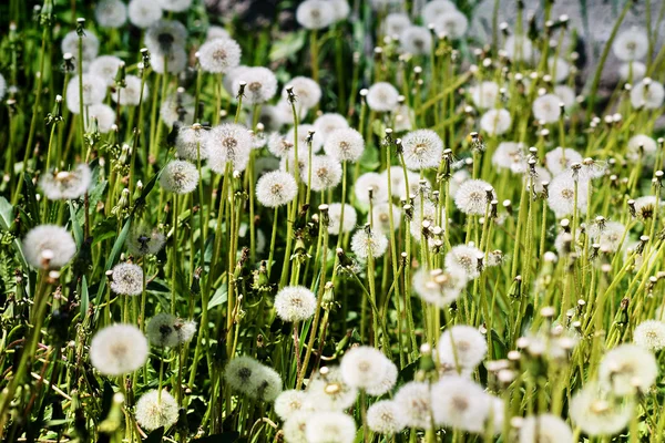 Diente de león esponjoso en un campo — Foto de Stock