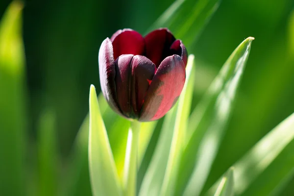 Kukkivat kukka tulppaani — kuvapankkivalokuva