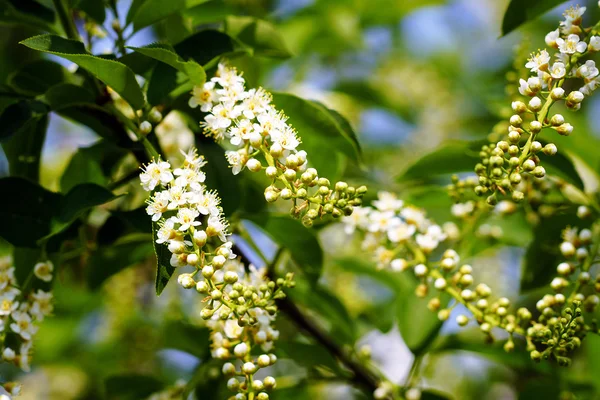 Flowering branch of cherry — Stock Photo, Image
