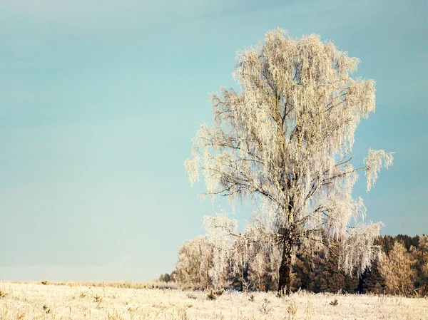 Floresta de inverno e as árvores na neve — Fotografia de Stock
