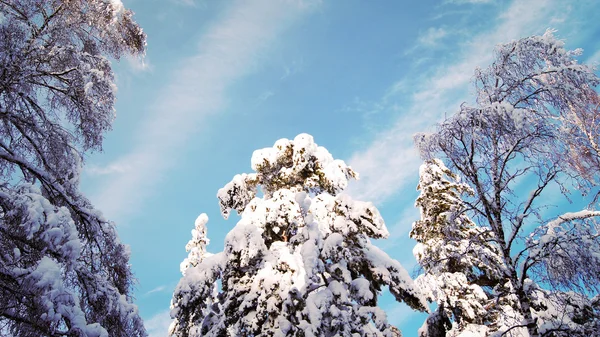 Floresta de inverno e as árvores na neve — Fotografia de Stock