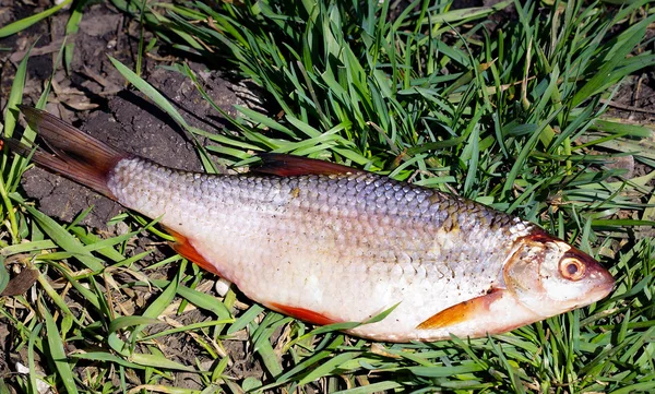 新鮮な淡水魚 — ストック写真