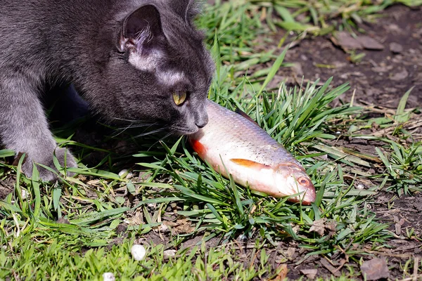 灰色猫と魚. — ストック写真