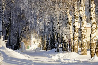 Frost ile kaplı ağaçların dalları.