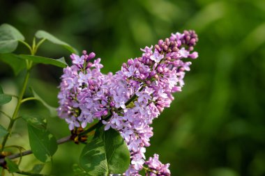 Baharda leylak çiçekleri