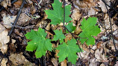 Genç ağaç akçaağaç