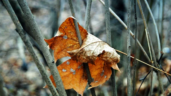 Suchý javorový list — Stock fotografie
