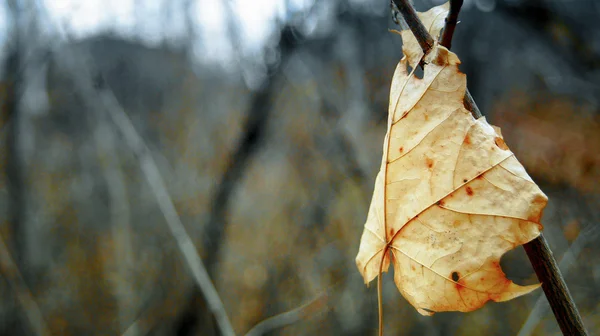마른 단풍 잎 — 스톡 사진