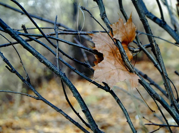 Сухой кленовый лист — стоковое фото