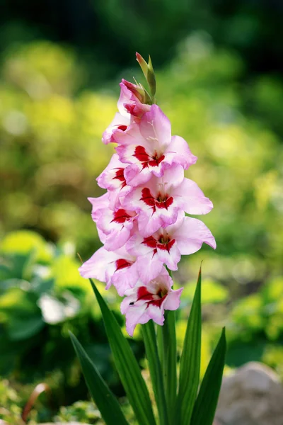Pink gladiolus bloomed. Stock Photo