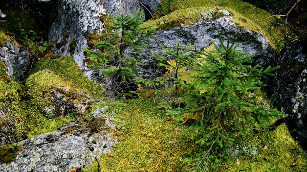 Młode drzewa wśród skał — Zdjęcie stockowe