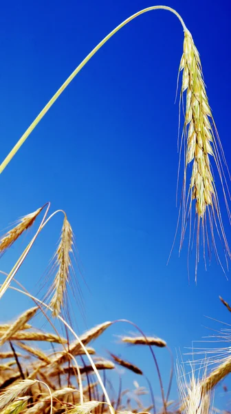 Orejas de trigo contra el cielo — Foto de Stock