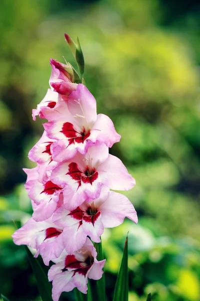 Gladioli bloomed in the garden Stock Picture