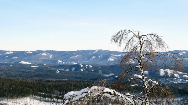 Vinterskog — Stockfoto