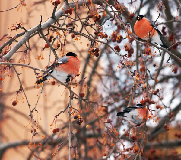 Bullfinches Stock Picture