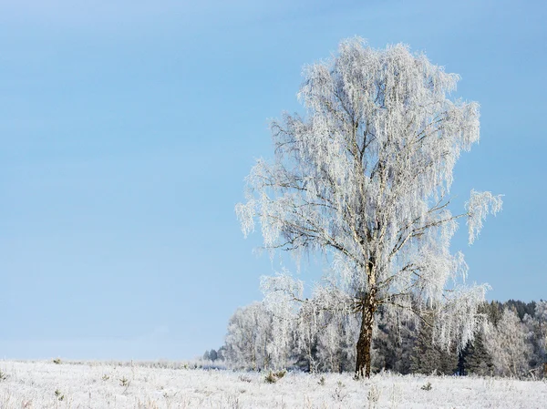 Floresta de Inverno — Fotografia de Stock