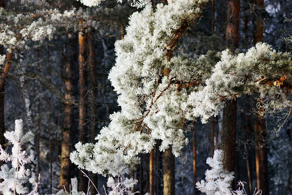 Bosque de invierno — Foto de Stock