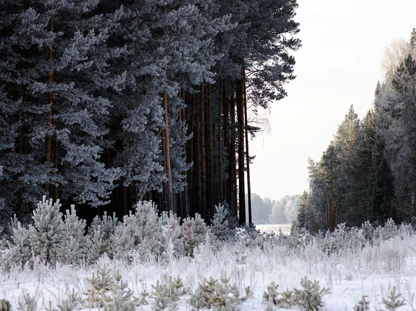 Winter forest — Stock Photo, Image