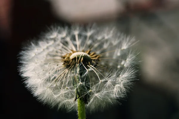 Diente de león — Foto de Stock