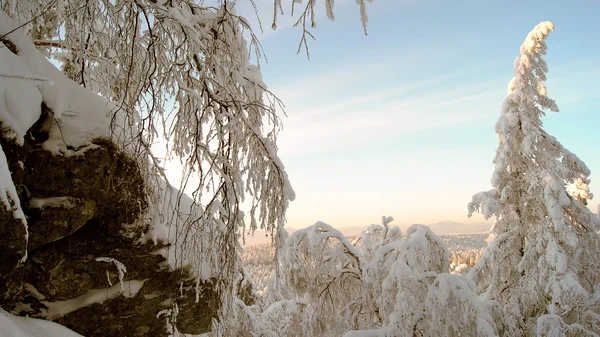 Floresta de Inverno — Fotografia de Stock