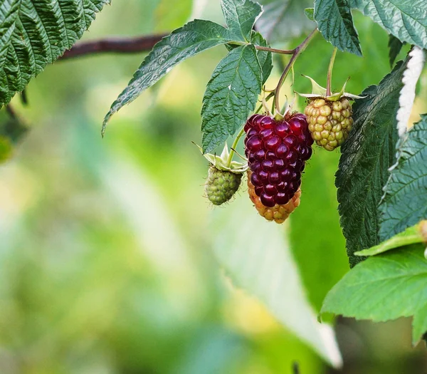 Red berry raspberry — Stock Photo, Image