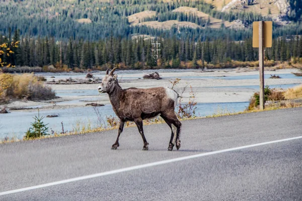 Ovejas Bighorn Cruzando Una Carretera Parque Nacional Jasper Alberta Canadá — Foto de Stock