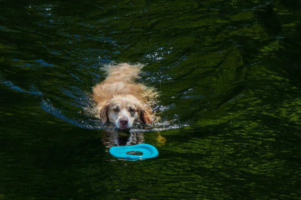 Golden Retriever Úszás Vízben — Stock Fotó