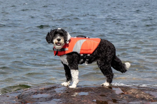 Portekizli su köpeği göl kenarında can yeleği giyiyor.