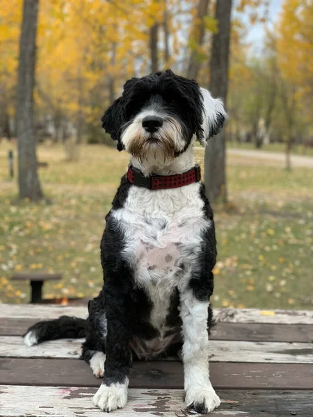 Perro Portugués Agua Sentado Una Mesa Picnic Parque — Foto de Stock