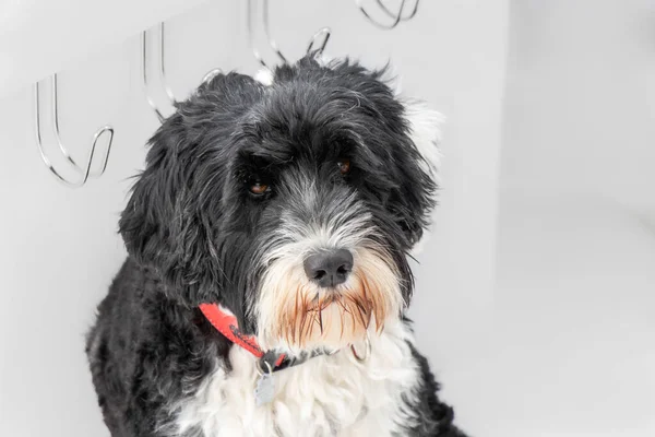 portrait of a black and white Portuguese water dog