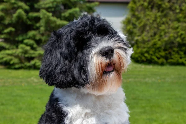 Portekiz Su Köpeğinin Portresi