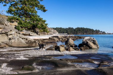 Güneşli bir günde Kanada 'nın British Columbia kentindeki Drumbeg Provincial Park' ında köpek yürüyor.