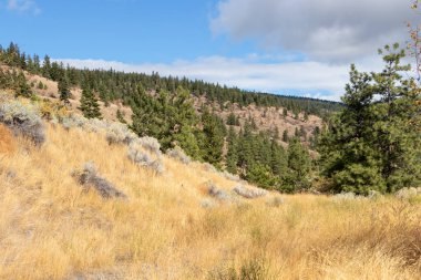 Britanya Kolumbiyası, Kanada 'da sonbahar çimenleri ve dağ manzarası