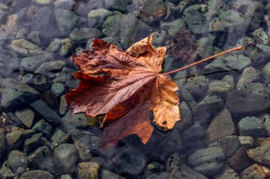 Akçaağaç yaprağı nehirde yüzüyor.