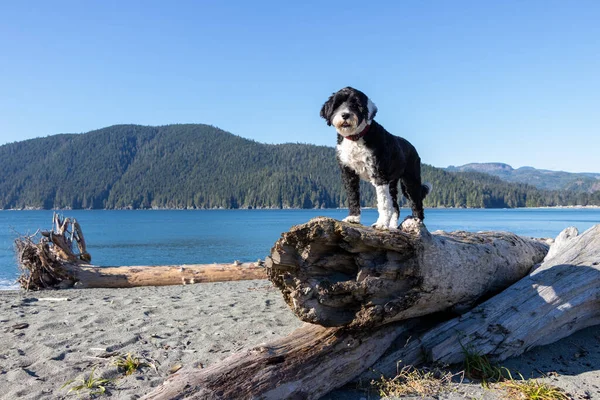 Portekiz Su Köpeği güneşli bir sonbahar gününde Port Renfrew, Britanya Kolumbiyası, Kanada sahilinde sürüklenen ağaç kütüğünün üzerinde duruyor.