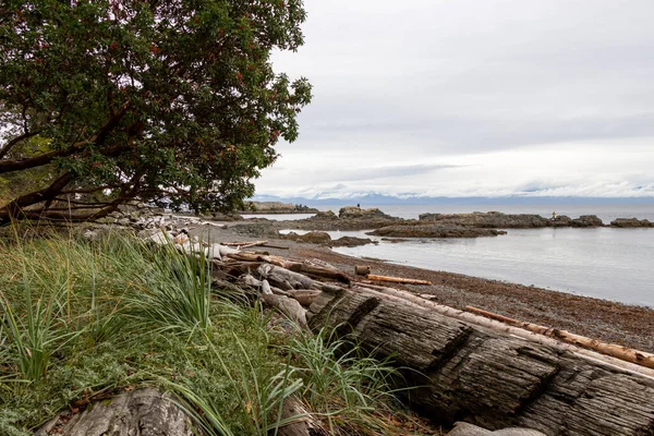 Bois Flotté Arbres Sur Côte Pacifique Canada — Photo