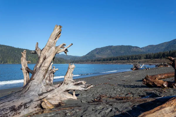 Kanada 'da güneşli bir günde Port Renfrew, British Columbia' da sahilde büyük bir kütük.