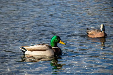 Mallard ördeği Esquilmalt Lagoon Göçmen Kuş Sığınağı Vancouver Adası, British Columbia, Kanada