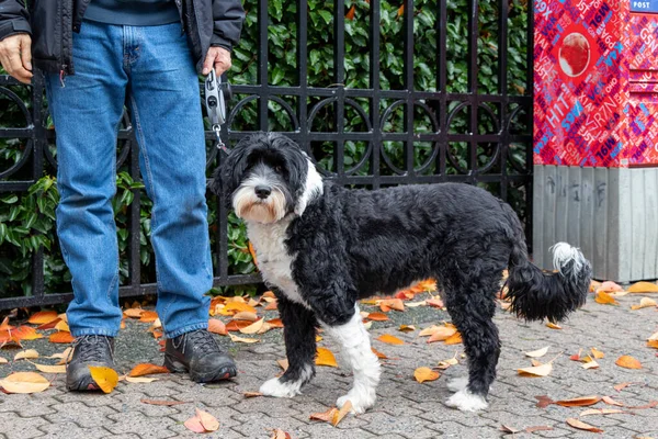 Portekizli su köpeği ve adam sonbaharda kaldırımda posta kutusunun yanında.