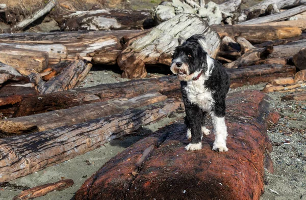 Siyah beyaz Portekizli su köpeği Vancouver Adası, Britanya Kolumbiyası, Kanada 'da bir plajda sürüklenen bir ağaç kütüğünün üzerinde oturuyor.