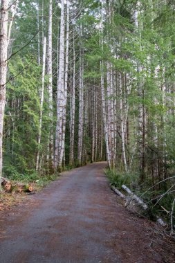 Sooke, British C 'deki Dörtnala Kaz Yolu' nda ağaçlar çizilmiş.