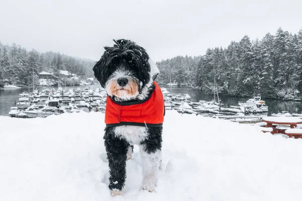 Siyah beyaz Portekiz Su Köpeği karda duruyor
