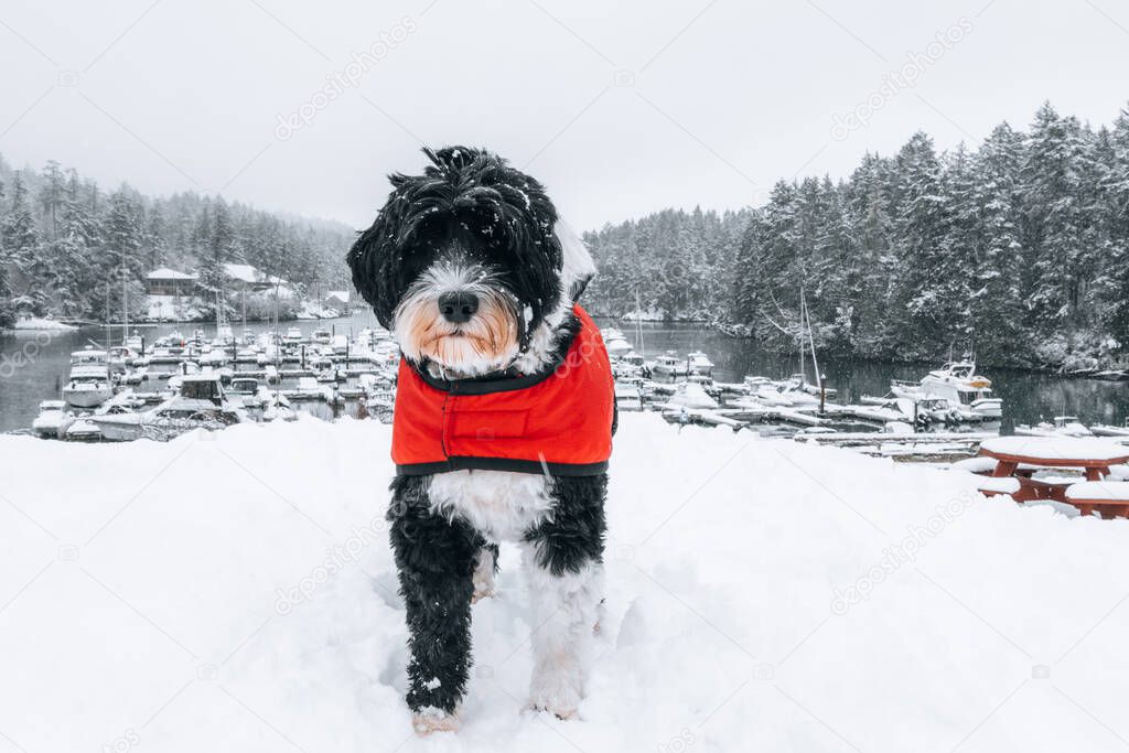 Black and white Portuguese Water Dog standing in snow
