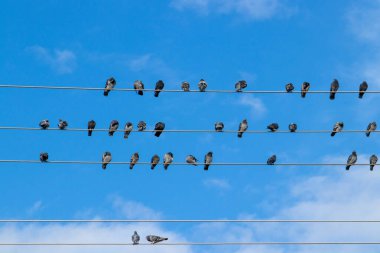 Telefon kablolarına tünemiş güvercinler mavi gökyüzü arka planına sahipler.