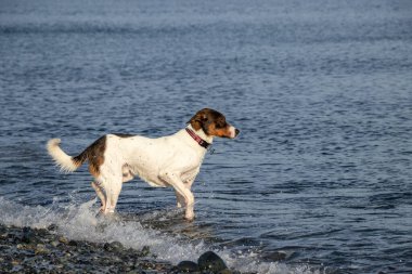 Şirin köpek, Devonian Bölgesel Parkı, British Columbia, Kanada 'da sahilde soluk soluğa kalmış.