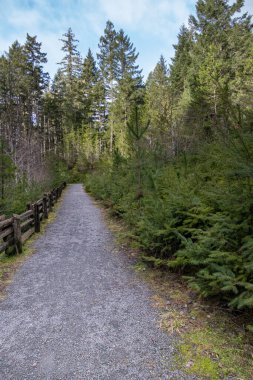 Aydınlık bir günde Kanada 'nın Britanya Kolumbiyası' ndaki Dörtnala Kaz Patikası 'ndaki ormanda yol.