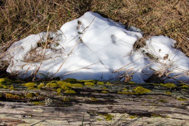 Vancouver Adası, British Columbia 'da güneşli bir günde kar ve yosun kaplı odun