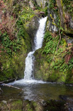 Pedder Körfezi 'ndeki ormanda şelale, British Columbia, Kanada