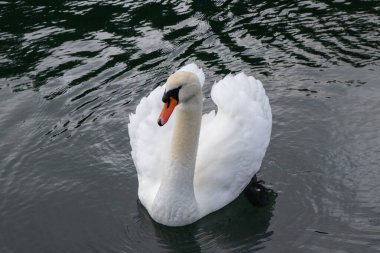 Pedder Körfezi 'nde yüzen beyaz dilsiz bir kuğu, British Columbia, Kanada